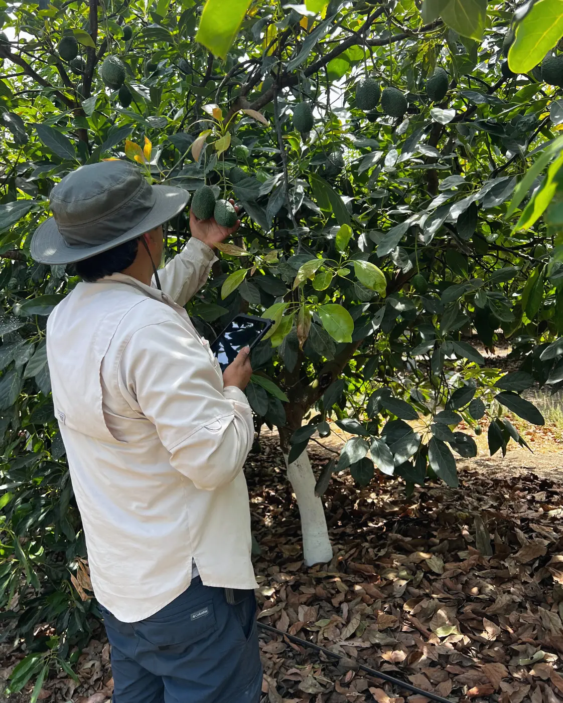 Cultivo en campo listo para monitoreo